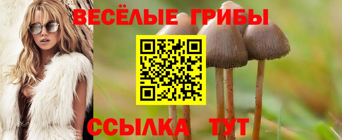 Псилоцибиновые грибы Psilocybine cubensis Тайшет